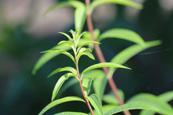 檸檬香茅